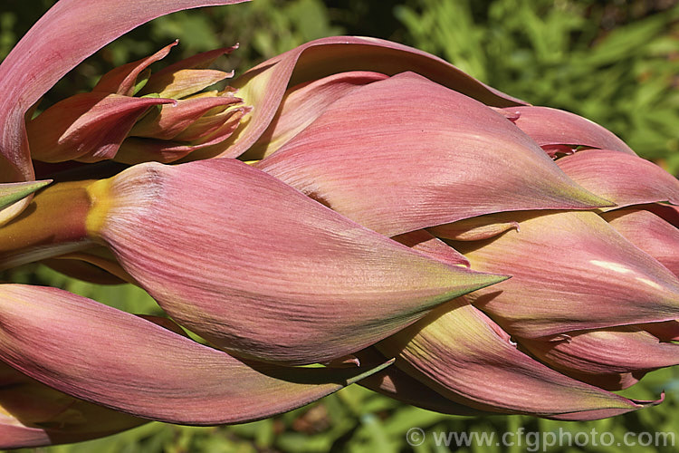 The developing flowerhead of Beschorneria yuccoides, a semi-succulent yucca-like perennial from Mexico. The red flower stems and bracts partially conceal tubular, green flowers. beschorneria-2412htm'>Beschorneria.