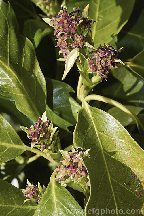 The flowerheads of a female Japanese Laurel (<i>Aucuba japonica</i>), a Japanese evergreen shrub usually seen in its widely cultivated variegated and fancy foliaged forms. Female plants bear clusters of large red berries in winter. aucuba-2280htm'>Aucuba. <a href='garryaceae-plant-family-photoshtml'>Garryaceae</a>.