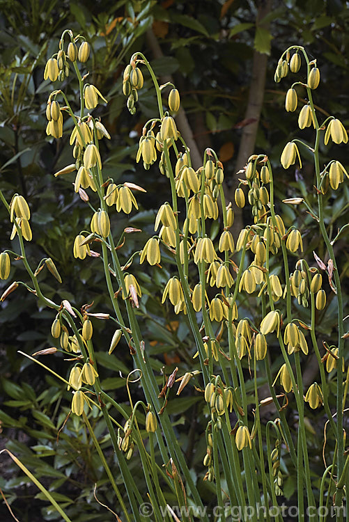 Albuca fragrans, a late spring- to summer-flowering bulb native to southern Africa. The flower stems are up to 1m tall and the plant is sometimes known as the Slime. Lily because of the slippery sap that oozes from the cut stems. The mildly scented flowers are similar to those of Albuca aurea but are pendulous rather than tending towards being upright. albuca-2274htm'>Albuca.