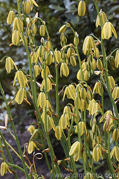 Albuca fragrans, a late spring- to summer-flowering bulb native to southern Africa. The flower stems are up to 1m tall and the plant is sometimes known as the Slime. Lily because of the slippery sap that oozes from the cut stems. The mildly scented flowers are similar to those of Albuca aurea but are pendulous rather than tending towards being upright. albuca-2274htm'>Albuca.