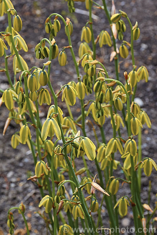 Albuca fragrans, a late spring- to summer-flowering bulb native to southern Africa. The flower stems are up to 1m tall and the plant is sometimes known as the Slime. Lily because of the slippery sap that oozes from the cut stems. The mildly scented flowers are similar to those of Albuca aurea but are pendulous rather than tending towards being upright. albuca-2274htm'>Albuca.