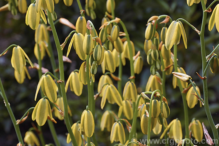 Albuca fragrans, a late spring- to summer-flowering bulb native to southern Africa. The flower stems are up to 1m tall and the plant is sometimes known as the Slime. Lily because of the slippery sap that oozes from the cut stems. The mildly scented flowers are similar to those of Albuca aurea but are pendulous rather than tending towards being upright. albuca-2274htm'>Albuca.