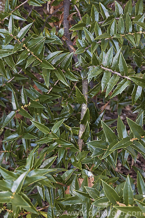 Ilex georgei, a spreading evergreen shrub that can grow to over 5m tall It is native to Yunnan, China and neighbouring parts of Burma. The leaves are edged with a few small spines and the greenish-yellow flowers are followed by red fruits. Order: Aquifoliales, Family: Aquifoliaceae