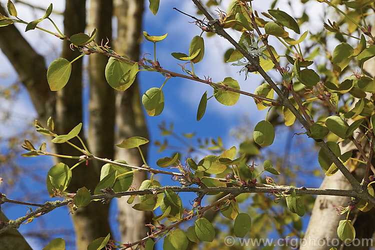 The new spring foliage and inconspicuous, petalless, red female flowers of the Katsura. Tree (<i>Cercidiphyllum japonicum</i>), a 10-30m tall deciduous tree native to Japan and western China. The foliage colours well in autumn and becomes aromatic. cercidiphyllum-2656htm'>Cercidiphyllum. <a href='cercidiphyllaceae-plant-family-photoshtml'>Cercidiphyllaceae</a>.