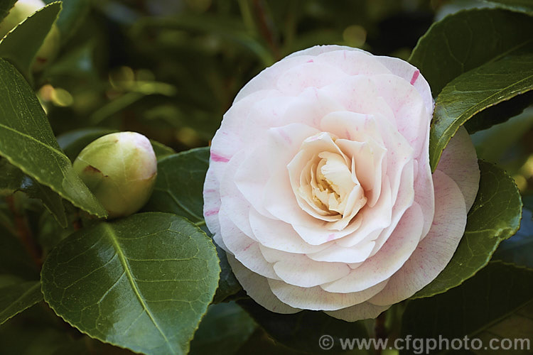 <i>Camellia</i> 'Pink Pearl' (syns 'Badgen's Beauty', 'Burgdorf Beauty', this <i>Camellia japonica</i> cultivar is an 1895 Australian sport of 'Pink Perfection' (syn 'Usu Otome'). It has fairly small formal double flowers over a long season. Old plants are seen in Australia and New Zealand but it is now rarely propagated. Order: Ericales, Family: Theaceae