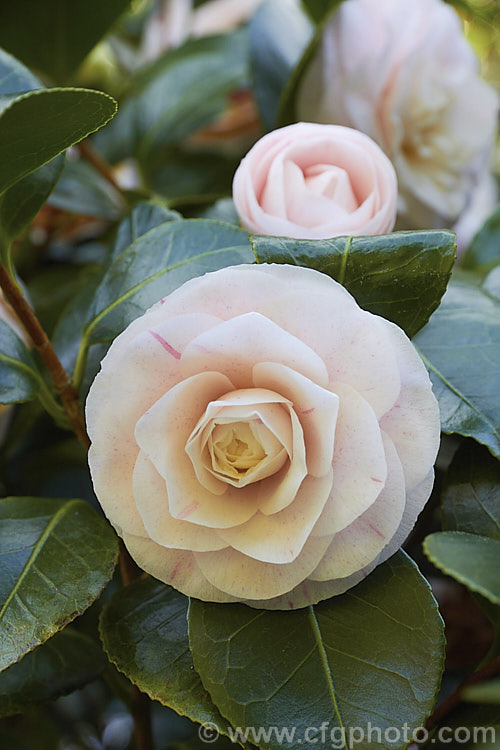 <i>Camellia</i> 'Pink Pearl' (syns 'Badgen's Beauty', 'Burgdorf Beauty', this <i>Camellia japonica</i> cultivar is an 1895 Australian sport of 'Pink Perfection' (syn 'Usu Otome'). It has fairly small formal double flowers over a long season. Old plants are seen in Australia and New Zealand but it is now rarely propagated. Order: Ericales, Family: Theaceae