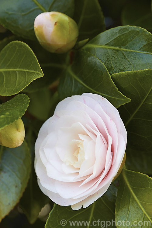 <i>Camellia</i> 'Pink Pearl' (syns 'Badgen's Beauty', 'Burgdorf Beauty', this <i>Camellia japonica</i> cultivar is an 1895 Australian sport of 'Pink Perfection' (syn 'Usu Otome'). It has fairly small formal double flowers over a long season. Old plants are seen in Australia and New Zealand but it is now rarely propagated. Order: Ericales, Family: Theaceae