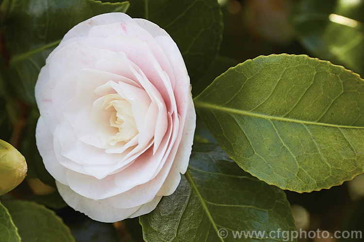 <i>Camellia</i> 'Pink Pearl' (syns 'Badgen's Beauty', 'Burgdorf Beauty', this <i>Camellia japonica</i> cultivar is an 1895 Australian sport of 'Pink Perfection' (syn 'Usu Otome'). It has fairly small formal double flowers over a long season. Old plants are seen in Australia and New Zealand but it is now rarely propagated. Order: Ericales, Family: Theaceae