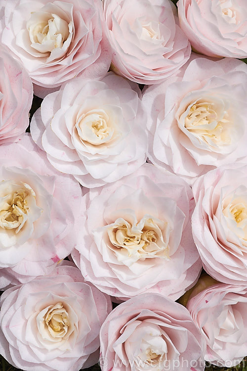 <i>Camellia</i> 'Pink Pearl' (syns 'Badgen's Beauty', 'Burgdorf Beauty', this <i>Camellia japonica</i> cultivar is an 1895 Australian sport of 'Pink Perfection' (syn 'Usu Otome'). It has fairly small formal double flowers over a long season. Old plants are seen in Australia and New Zealand but it is now rarely propagated. Order: Ericales, Family: Theaceae