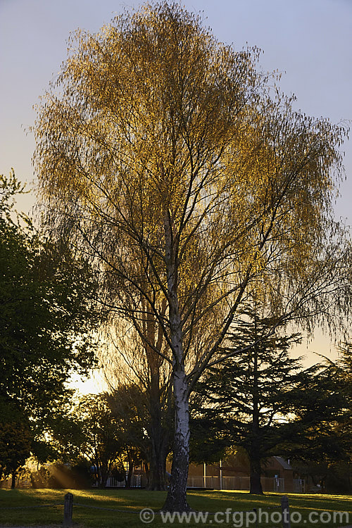 Evening sun through the catkins and young leaves of a Silver Birch (<i>Betula pendula</i>), an extremely hardy Eurasian tree widely cultivated for its silver-grey bark. Its foliage often colours well in autumn. betula-2077htm'>Betula. <a href='betulaceae-plant-family-photoshtml'>Betulaceae</a>.