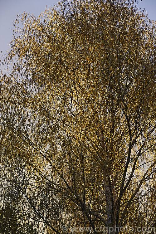 Evening sun through the catkins and young leaves of a Silver Birch (<i>Betula pendula</i>), an extremely hardy Eurasian tree widely cultivated for its silver-grey bark. Its foliage often colours well in autumn. betula-2077htm'>Betula. <a href='betulaceae-plant-family-photoshtml'>Betulaceae</a>.