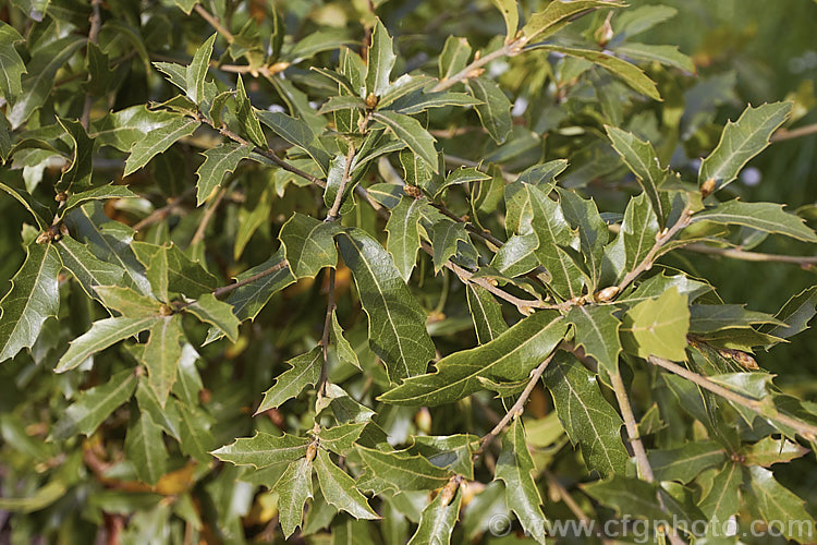 Quercus Affinis Photo At Pictures Of Plants Stock Image Library