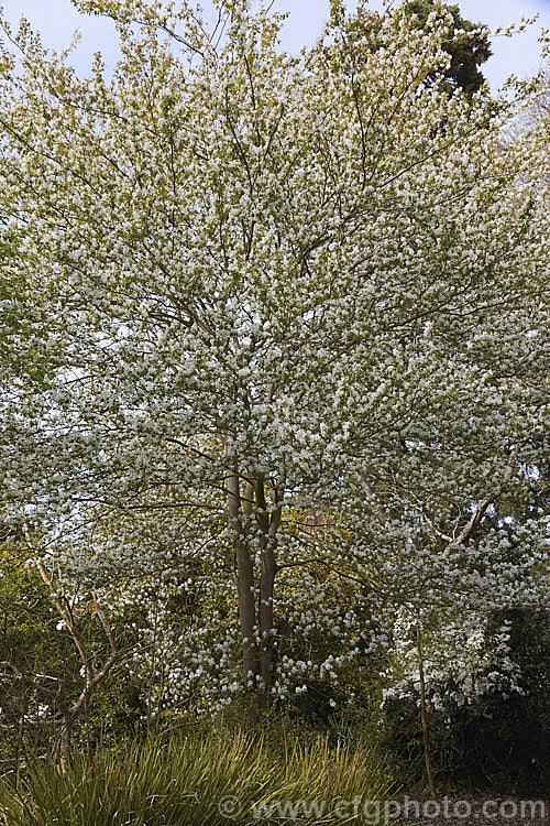 Amelanchier lamarckii, often misidentified in gardens as Amelanchier canadensis, this spring-flowering deciduous shrub or tree to 10m tall is a native of eastern Canada. Order: Rosales, Family: Rosaceae