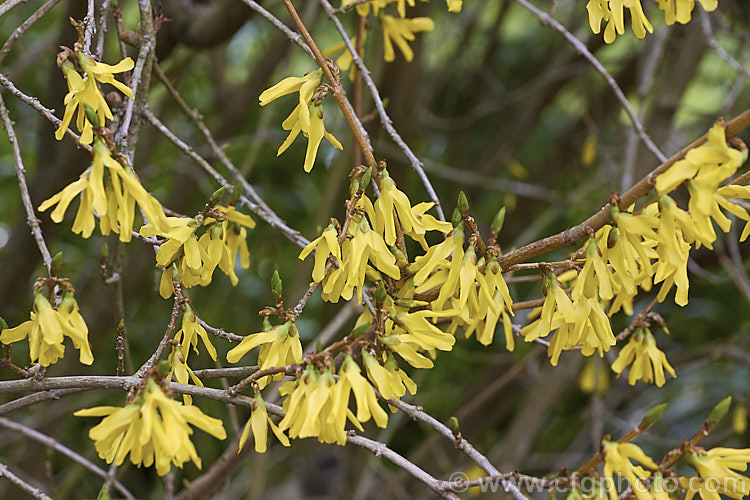 Forsythia europaea, a spring-flowering deciduous shrub native to Albania and the Balkans. The flowers are a paler yellow than most garden forsythias and they appear before the foliage expands. The shrub grows to around 3m tall and the leaves are up to 8cm long. forsythia-2986htm'>Forsythia. <a href='oleaceae-plant-family-photoshtml'>Oleaceae</a>.