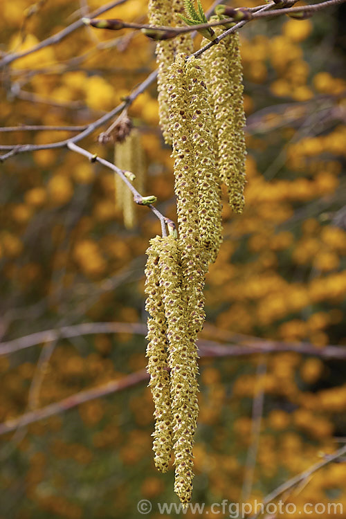 The catkins of a Black Birch, Red Birch or River Birch (<i>Betula nigra</i>), a 20m deciduous tree from the eastern United States. betula-2077htm'>Betula. <a href='betulaceae-plant-family-photoshtml'>Betulaceae</a>.