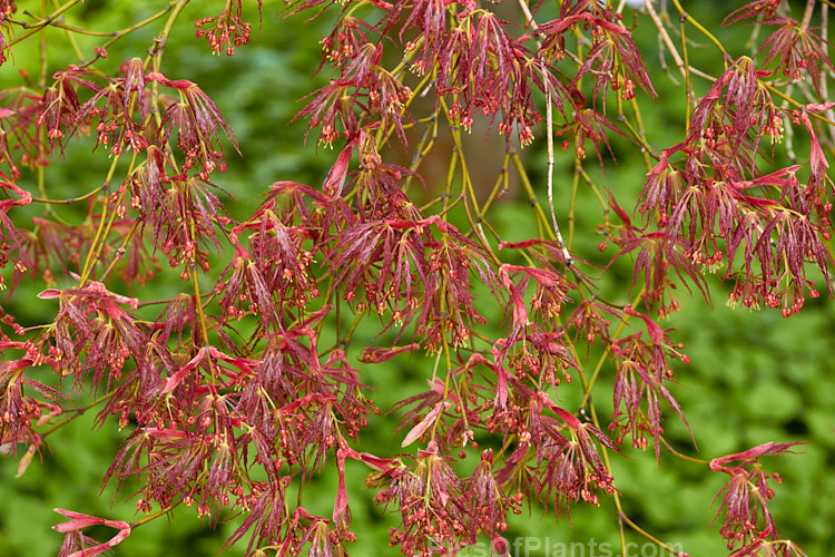 The very young spring foliage (not fully expanded</i>) and flowers of <i>Acer palmatum</i> 'Crimson Queen', one of the Dissectum group cultivars with very finely divided leaves. Order Sapindales, Family: Sapindaceae