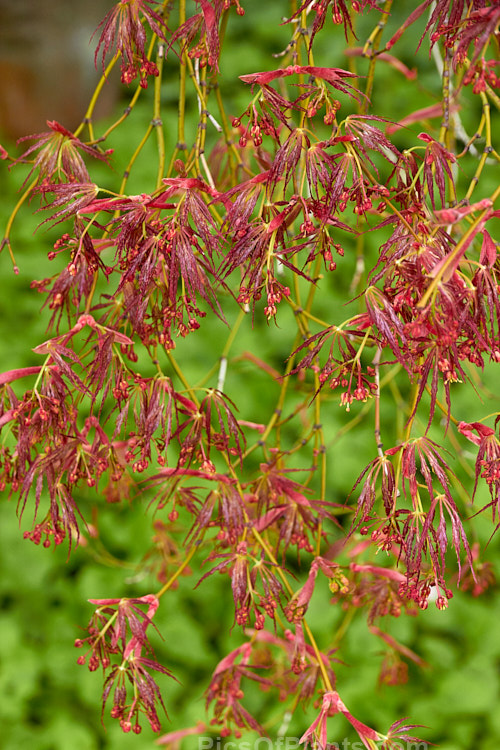 The very young spring foliage (not fully expanded</i>) and flowers of <i>Acer palmatum</i> 'Crimson Queen', one of the Dissectum group cultivars with very finely divided leaves. Order Sapindales, Family: Sapindaceae