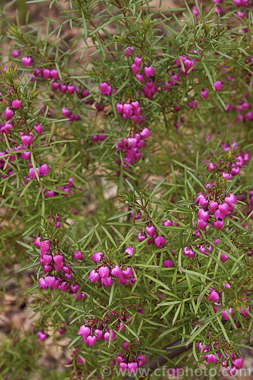 Red Boronia or Kalgan Boronia (<i>Boronia heterophylla</i>), a 12-15m high spring-flowering evergreen shrub found in the far south of Western Australia. The flowers of this species are unscented. Order: Sapindales, Family: Rutaceae