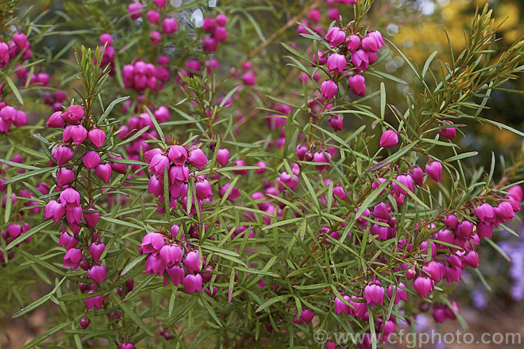 Red Boronia or Kalgan Boronia (<i>Boronia heterophylla</i>), a 12-15m high spring-flowering evergreen shrub found in the far south of Western Australia. The flowers of this species are unscented. Order: Sapindales, Family: Rutaceae