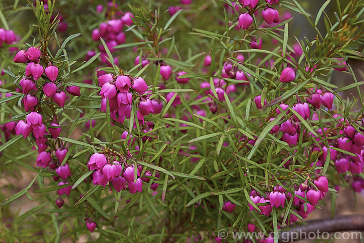 Red Boronia or Kalgan Boronia (<i>Boronia heterophylla</i>), a 12-15m high spring-flowering evergreen shrub found in the far south of Western Australia. The flowers of this species are unscented. Order: Sapindales, Family: Rutaceae