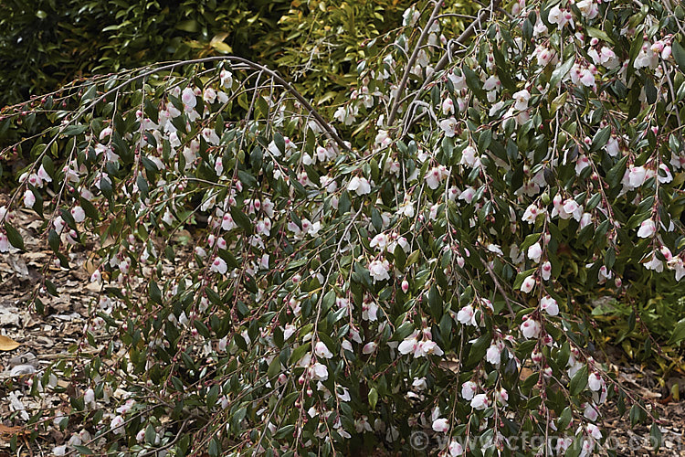 <i>Camellia lutchuensis</i> var. <i>minutiflora</i> (syn. <i>Camellia minutiflora</i>), a small-flowered natural variety of an evergreen shrub native to eastern China, including Hong Kong The species can grow to 6m tall, though var. <i>minutiflora</i> seldom exceeds 4m and often has a semi-weeping growth habit. Order: Ericales, Family: Theaceae