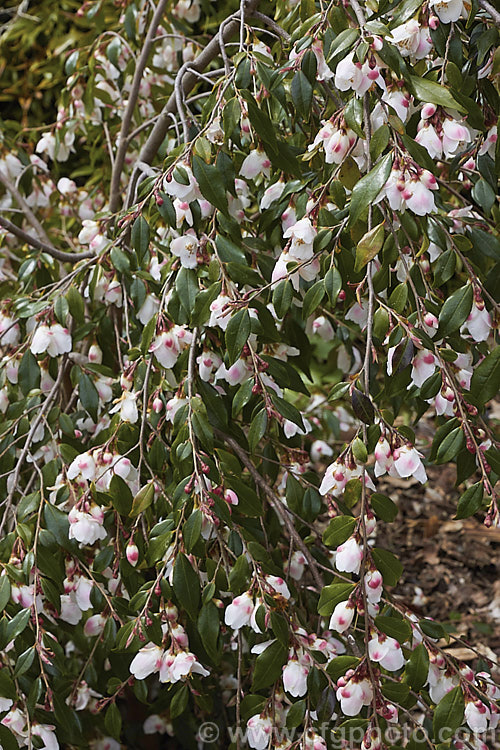 <i>Camellia lutchuensis</i> var. <i>minutiflora</i> (syn. <i>Camellia minutiflora</i>), a small-flowered natural variety of an evergreen shrub native to eastern China, including Hong Kong The species can grow to 6m tall, though var. <i>minutiflora</i> seldom exceeds 4m and often has a semi-weeping growth habit. Order: Ericales, Family: Theaceae