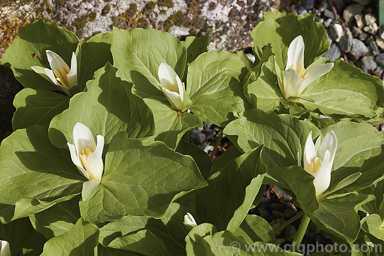 Sessile. Trillium or Toad. Trillium (<i>Trillium sessile</i>), a 10-25cm tall, spring-flowering perennial that occurs in several forms in the eastern United States. In cultivation it is often confused with its western cousin. Trillium chloropetalum. trillium-2304htm'>Trillium. <a href='melanthiaceae-plant-family-photoshtml'>Melanthiaceae</a>.