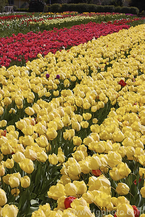 Part of a large field of tulips being grown for cut flower and bulb production. Order: Liliales, Family: Liliaceae
