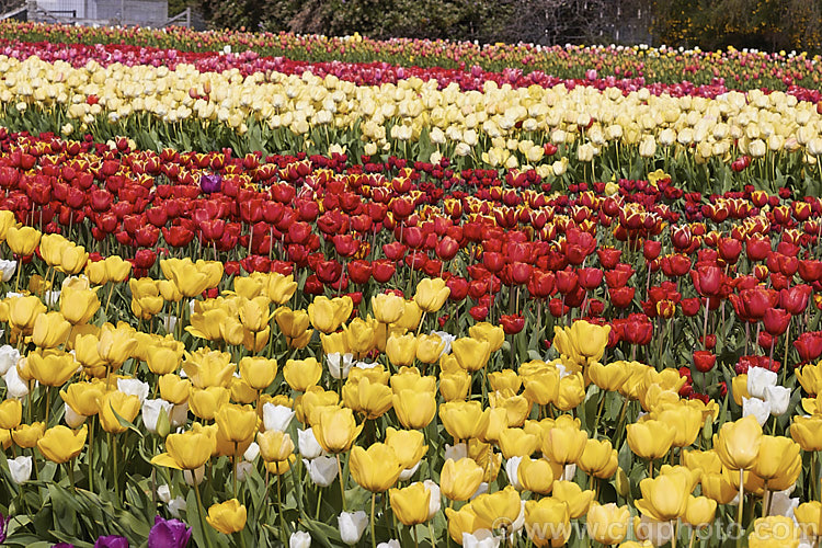 Part of a large field of tulips being grown for cut flower and bulb production. Order: Liliales, Family: Liliaceae