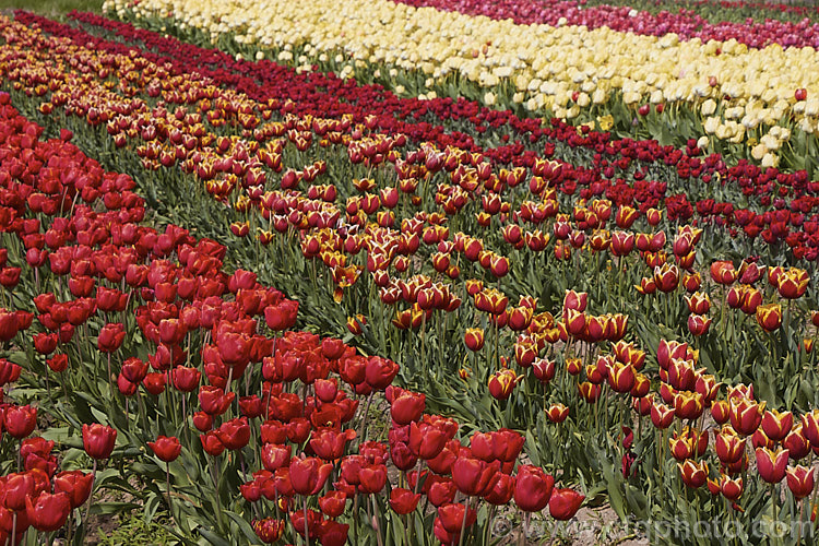 Part of a large field of tulips being grown for cut flower and bulb production. Order: Liliales, Family: Liliaceae