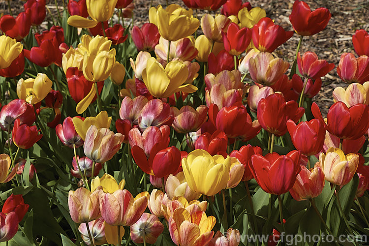 Part of a large bed of mixed varieties of tulips. Order: Liliales, Family: Liliaceae