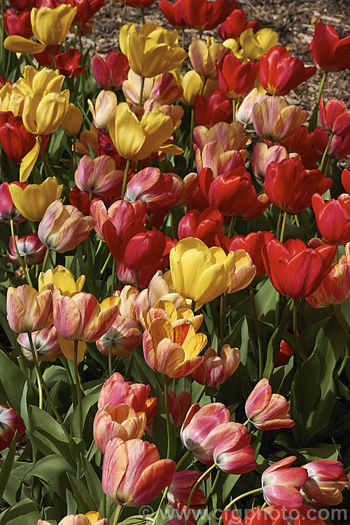 Part of a large bed of mixed varieties of tulips. Order: Liliales, Family: Liliaceae