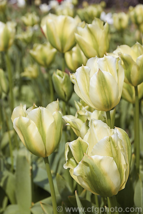Tulipa 'Spring Green', a Viridiflora (<i>Category 8) hybrid raised by Liefting and introduced in 1969. Its flower stems can be over 50cm tall Order: Liliales, Family: Liliaceae
