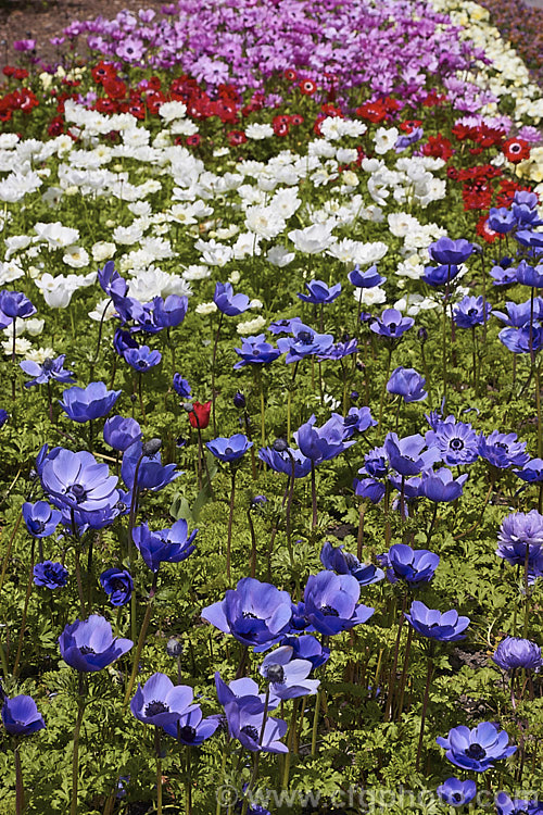 Mixed colour bedding anemones (<i>Anemone coronaria cultivars and hybrids</i>), developed from a rhizomatous southern European perennial these plants have been extensively developed to produce large, fancy flowers in a wide range of colours. Order: Ranunculales, Family: Ranunculaceae