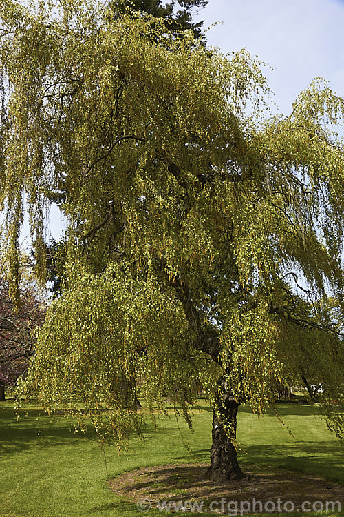 Young's Weeping Birch (<i>Betula pendula 'Youngii'), a compact, strongly weeping cultivar of the Silver Birch (<i>Betula pendula</i>), an extremely hardy Eurasian tree widely cultivated for its silver-grey bark 'Youngii' has a dome-shaped habit with branches weeping to the ground. betula-2077htm'>Betula. <a href='betulaceae-plant-family-photoshtml'>Betulaceae</a>.