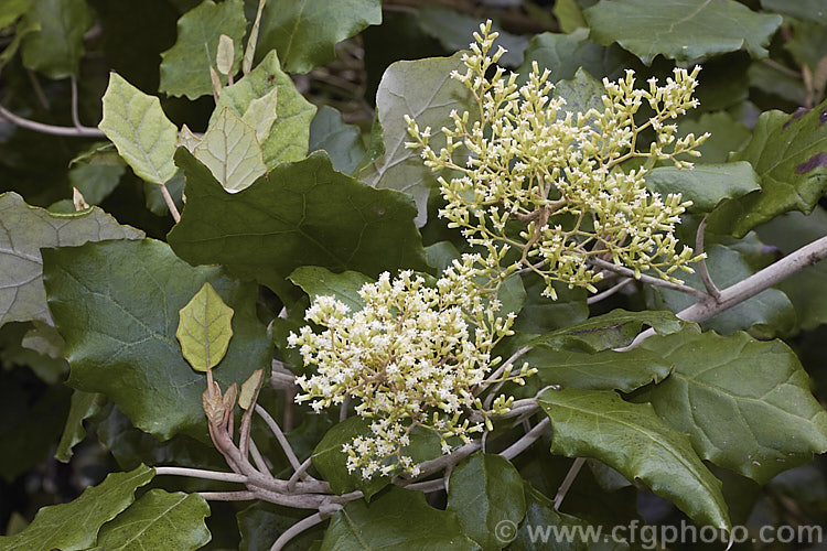 Rangiora (<i>Brachyglottis repanda</i>), a large-leaved, 25 x 6m tall, spring-flowering, evergreen shrub or small tree native to New Zealand. The tiny, cream, daisy-like flowers are massed in panicles and in mid-spring. brachyglottis-2162htm'>Brachyglottis.