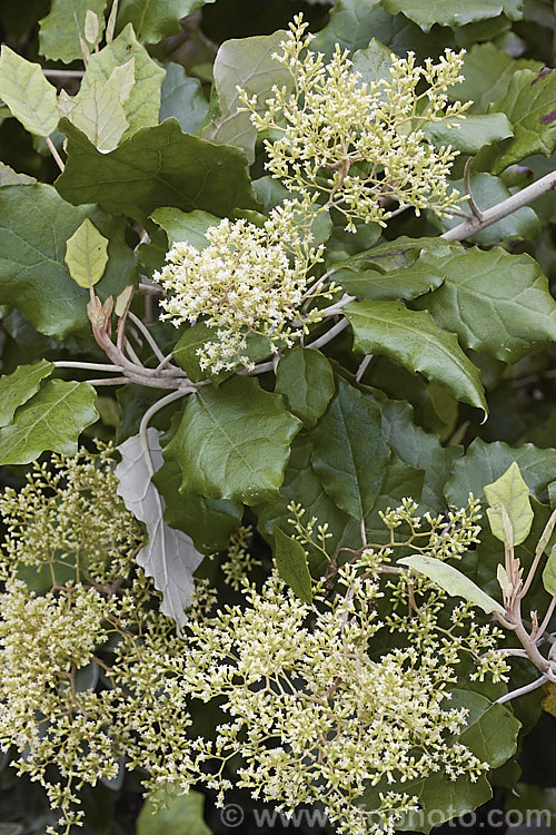 Rangiora (<i>Brachyglottis repanda</i>), a large-leaved, 25 x 6m tall, spring-flowering, evergreen shrub or small tree native to New Zealand. The tiny, cream, daisy-like flowers are massed in panicles and in mid-spring. brachyglottis-2162htm'>Brachyglottis.