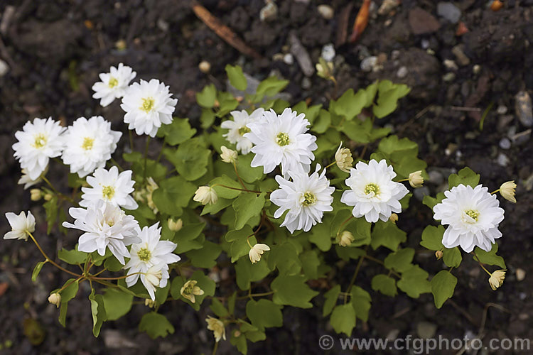 Anemonella thalictroides 'Double. White', a white double-flowered form of a spring-blooming perennial native to eastern North America. It is found in woodland areas from southern Canada to Kansas to the eastern seaboard. The delicate foliage dies away in the heat of summer. anemonella-2337htm'>Anemonella.