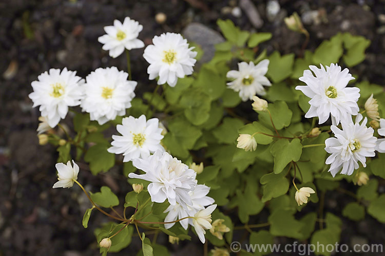 Anemonella thalictroides 'Double. White', a white double-flowered form of a spring-blooming perennial native to eastern North America. It is found in woodland areas from southern Canada to Kansas to the eastern seaboard. The delicate foliage dies away in the heat of summer. anemonella-2337htm'>Anemonella.