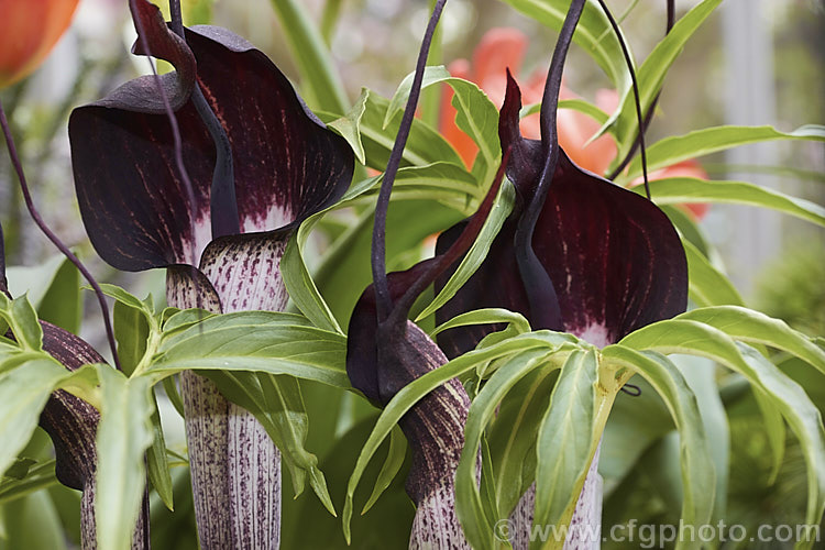 Arisaema urashima (syn. Arisaema thunbergii subsp. urashima</i>), a spring-flowering bulb native to the woodlands of Japan where it is widespread. It is sometimes known by the interesting common name of Dominatrix Jack-in-the-Pulpit because of its whip-like appendage. Order: Alismatales, Family: Araceae