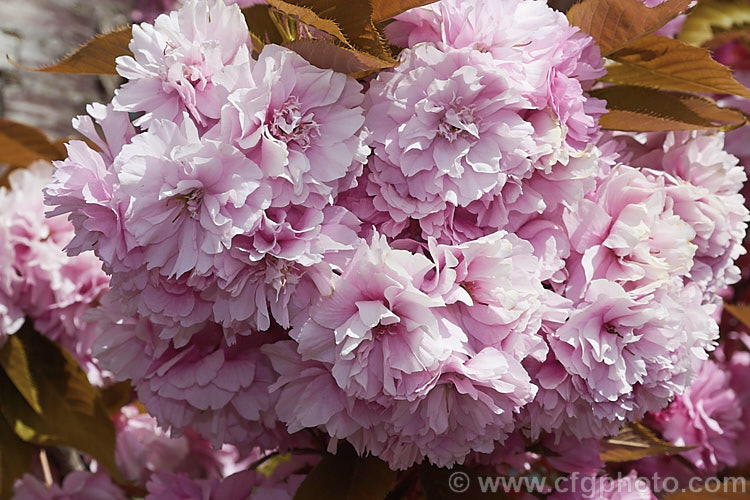 Prunus 'Kanzan' (syn 'Sekiyama'), erect when young, this sato-zakura hybrid eventually develops into a 12m tall deciduous tree. Its semi-double to double flowers are distinctive and combine well with the bronze new growth. Order: Rosales, Family: Rosaceae