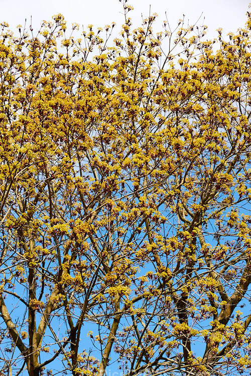 The yellow flowers and purple-red young spring foliage of <i>Acer platanoides</i> 'Goldsworth Purple', a purple-leafed form of the Norway Maple developed by Slocock's Nursery of England. Order Sapindales, Family: Sapindaceae