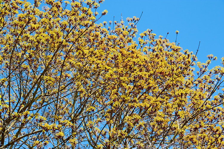 The yellow flowers and purple-red young spring foliage of <i>Acer platanoides</i> 'Goldsworth Purple', a purple-leafed form of the Norway Maple developed by Slocock's Nursery of England. Order Sapindales, Family: Sapindaceae