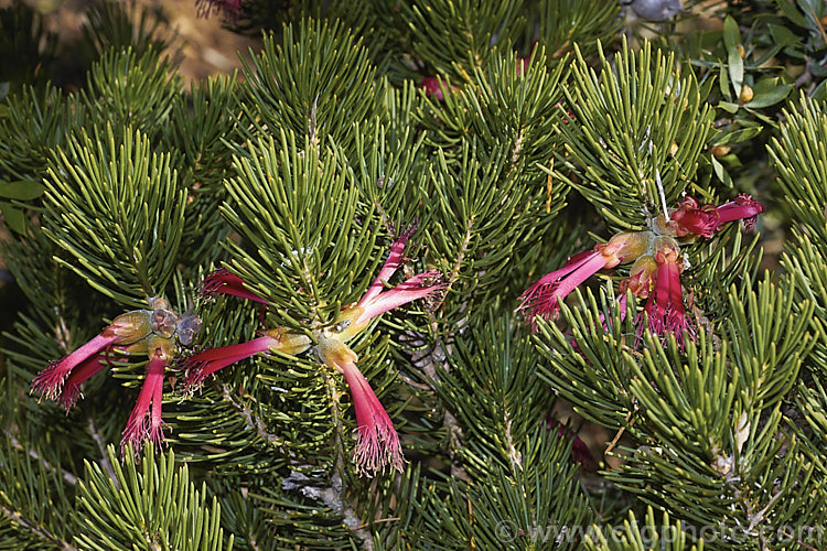 Blood-red. Net. Bush or Silky-leaved Blood. Flower (<i>Calothamnus sanguineus</i>), an evergreen 2-3m tall spring-flowering shrub native to southwestern Western Australia. calothamnus-2629htm'>Calothamnus. .