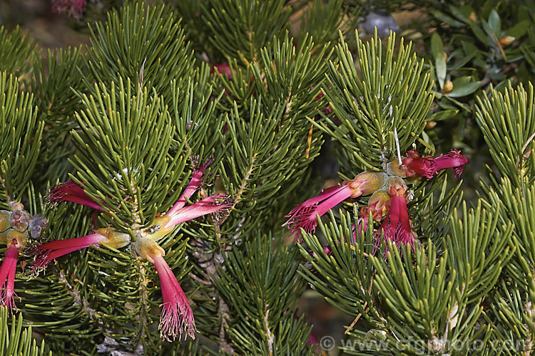 Blood-red. Net. Bush or Silky-leaved Blood. Flower (<i>Calothamnus sanguineus</i>), an evergreen 2-3m tall spring-flowering shrub native to southwestern Western Australia. calothamnus-2629htm'>Calothamnus. .