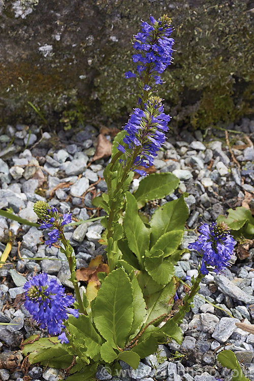 Wulfenia carinthiana, a spring flowering perennial native to the southeastern regions of the European Alps and northern Albania. Its flower stems are up to 20cm tall. Order: Lamiales, Family: Plantaginaceae