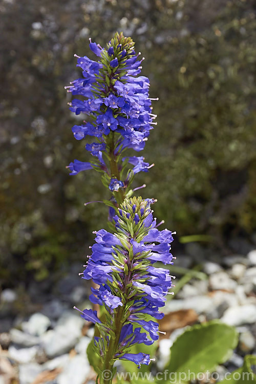 Wulfenia carinthiana, a spring flowering perennial native to the southeastern regions of the European Alps and northern Albania. Its flower stems are up to 20cm tall. Order: Lamiales, Family: Plantaginaceae