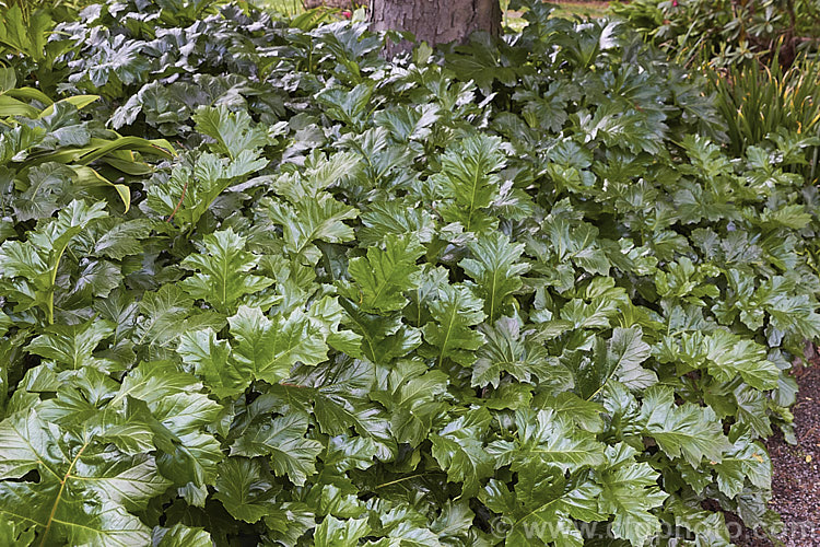 The new spring growth of a large clump of Bear's Breeches (<i>Acanthus mollis</i>), a usually evergreen summer-flowering perennial native to southwest Europe and North Africa. It was often featured in ancient Greek and Roman designs. Order: Lamiales, Family: Acanthaceae