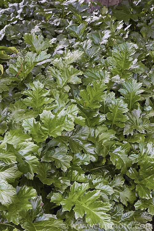 The new spring growth of a large clump of Bear's Breeches (<i>Acanthus mollis</i>), a usually evergreen summer-flowering perennial native to southwest Europe and North Africa. It was often featured in ancient Greek and Roman designs. Order: Lamiales, Family: Acanthaceae