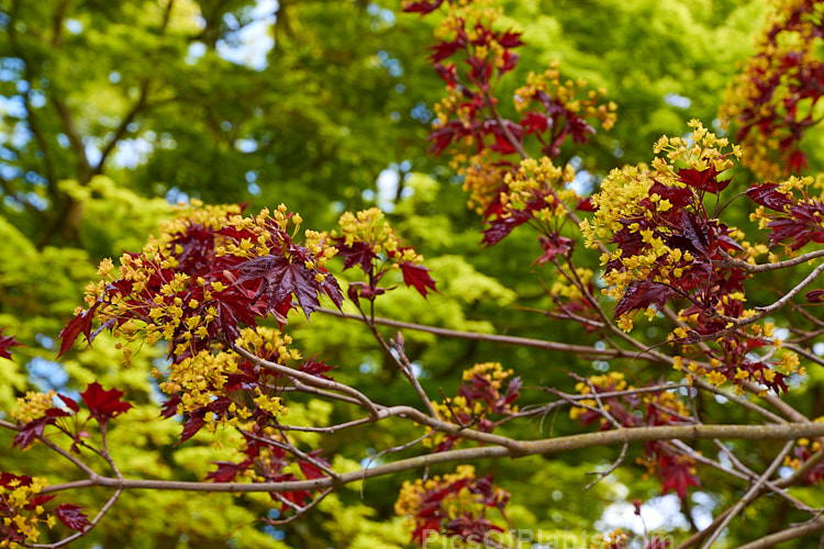 The yellow flowers and purple-red young spring foliage of <i>Acer platanoides</i> 'Goldsworth Purple', a purple-leafed form of the Norway Maple developed by Slocock's Nursery of England. Order Sapindales, Family: Sapindaceae